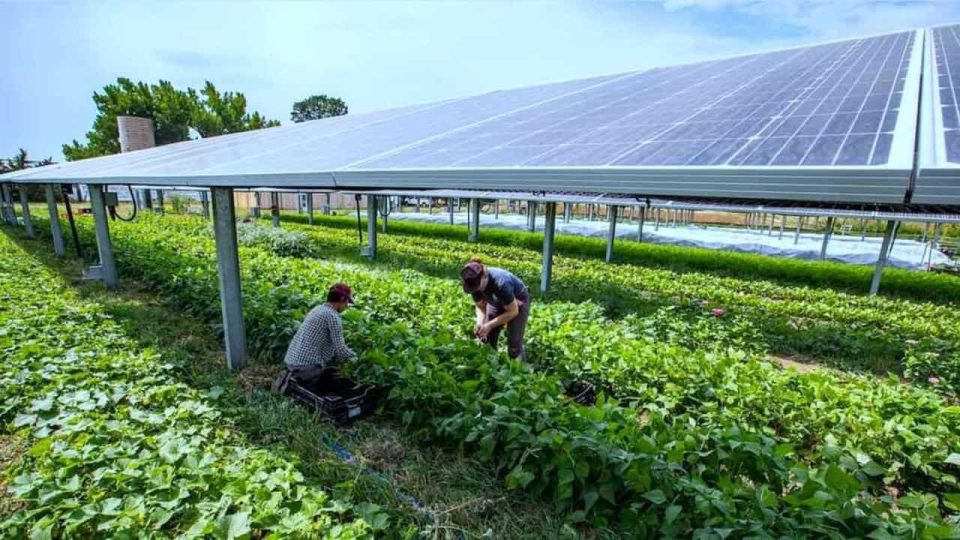Understanding What is Solar Agrivoltaics & Applications for Southern Africa Understanding What is Solar Agrivoltaics & Applications for Southern Africa